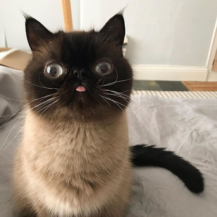 Gato que hace extrañas muecas