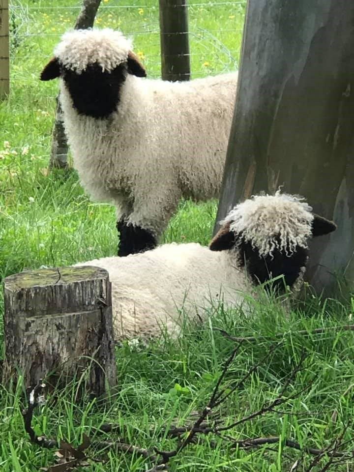 ovejas blacknose en el campo