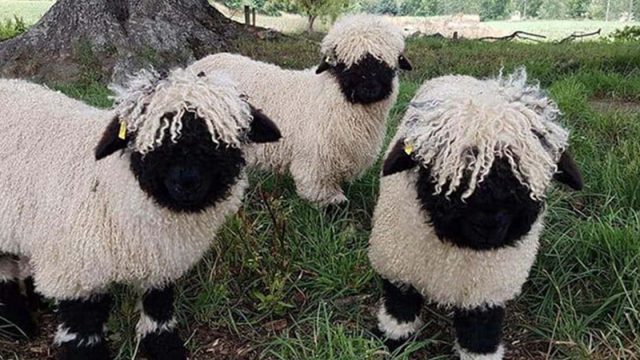 ovejas blacknose tienen la dulce apariencia de un peluche
