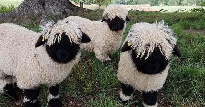 ovejas blacknose tienen la dulce apariencia de un peluche