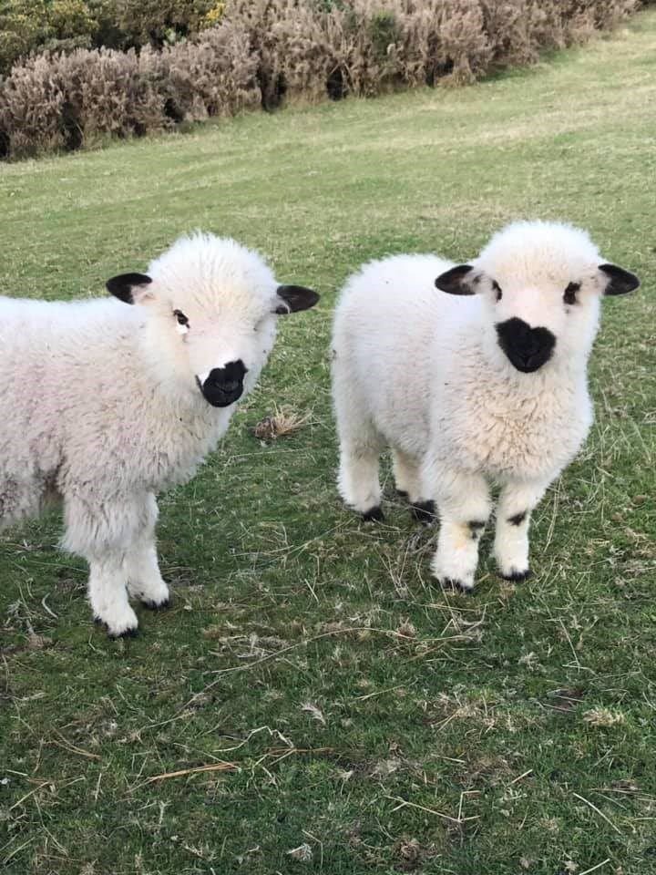 ovejas raza blacknose que parecen enormes peluches