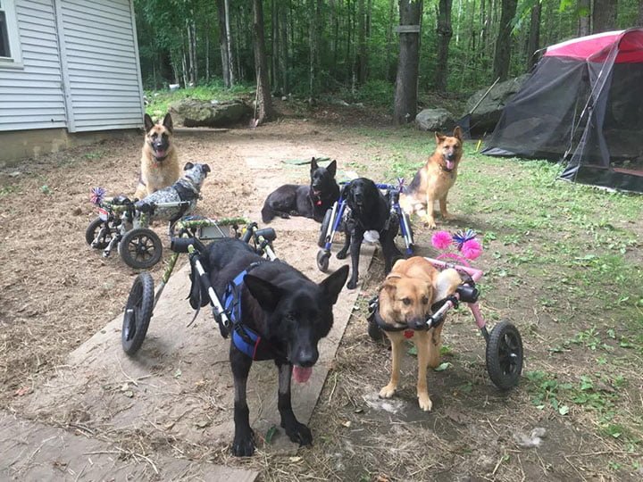 pandilla de perros adoptados, con necesidades especiales