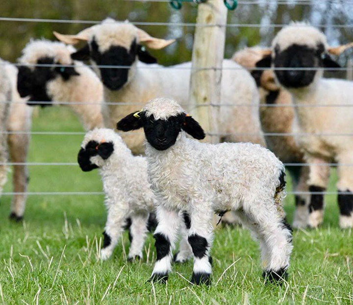 pequeñas crías de oveja blacknose