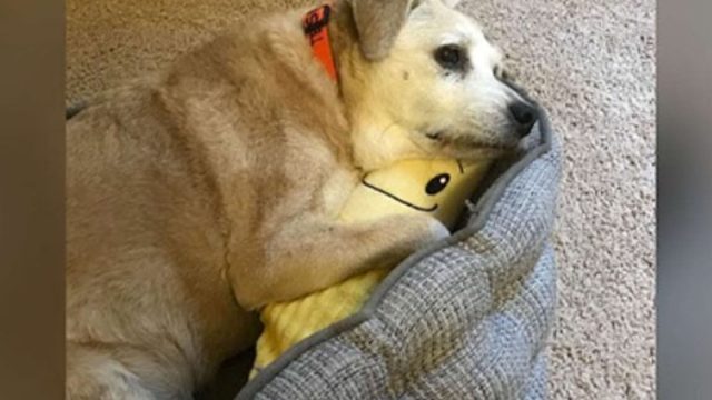 Perro de 20 años adora su banana de peluche