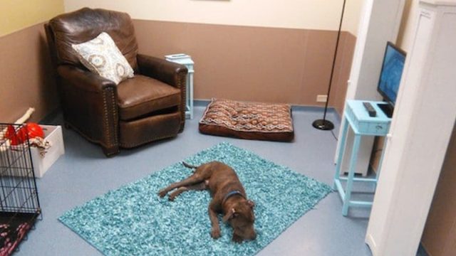 refugio crea una falsa sala de estar para ver la reacción de los perros.