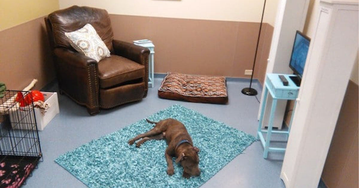 refugio crea una falsa sala de estar para ver la reacción de los perros.