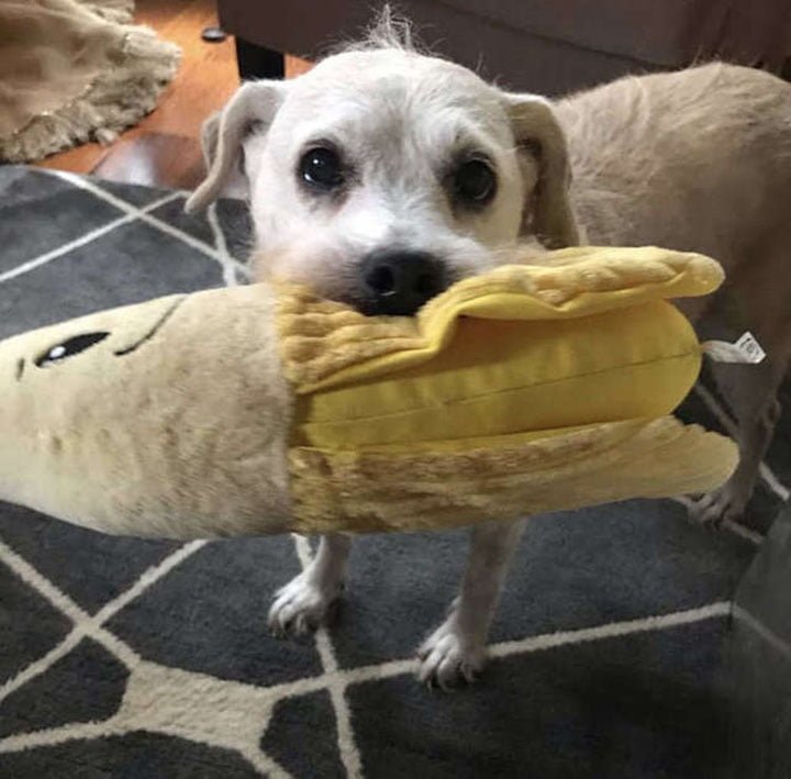 Tessa el perro adora su peluche de banana