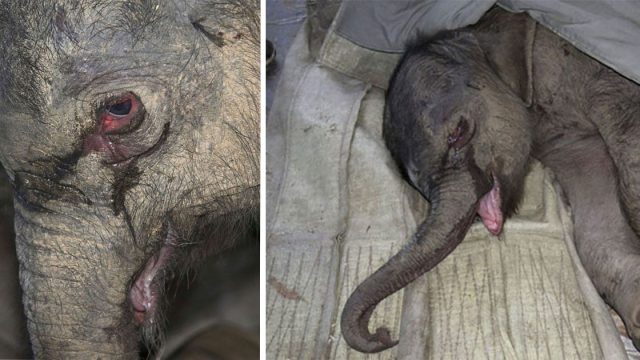 Bebé elefante no para de llorar luego de ser rechazado por su madre en china