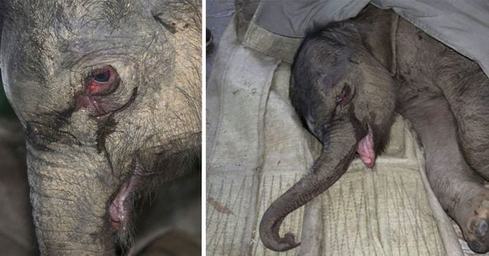 Bebé elefante no para de llorar luego de ser rechazado por su madre en china