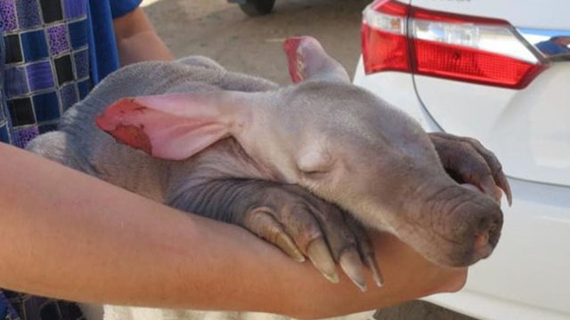 Camionero encuentra oso hormiguero en el neumático de su vehículo