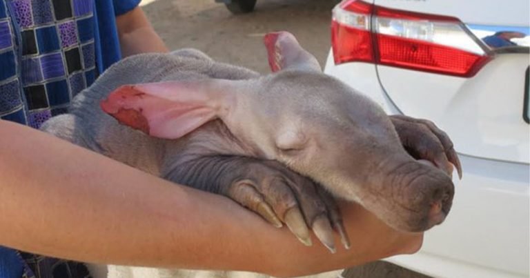 Camionero encuentra oso hormiguero en el neumático de su vehículo
