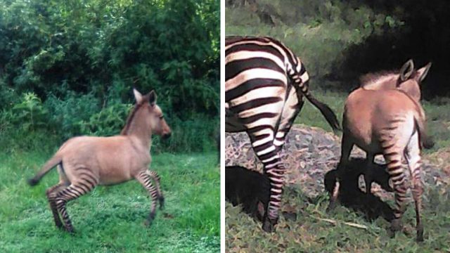 Cebra da a luz a un raro bebé después de aparearse con un burro