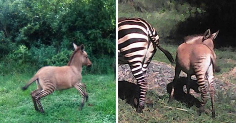 Cebra da a luz a un raro bebé después de aparearse con un burro