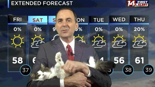 El gato necesitado de este meteorólogo interrumpe su transmisión mientras trabaja desde casa