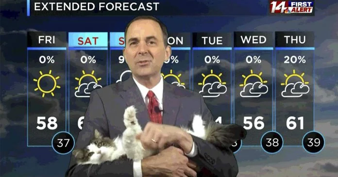 El gato necesitado de este meteorólogo interrumpe su transmisión mientras trabaja desde casa
