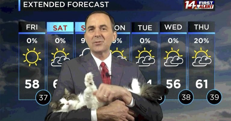 El gato necesitado de este meteorólogo interrumpe su transmisión mientras trabaja desde casa
