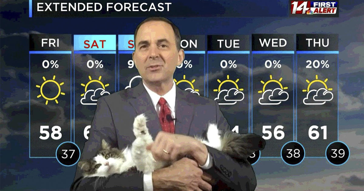 El gato necesitado de este meteorólogo interrumpe su transmisión mientras trabaja desde casa