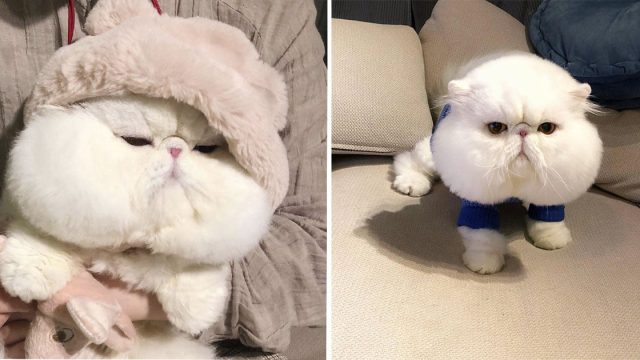 Este adorable gato tiene las mejillas más gorditas que hayas visto