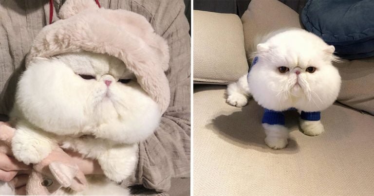 Este adorable gato tiene las mejillas más gorditas que hayas visto