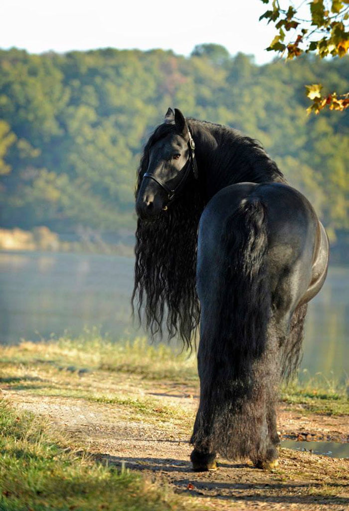 Este caballo es considerado el más guapo del mundo