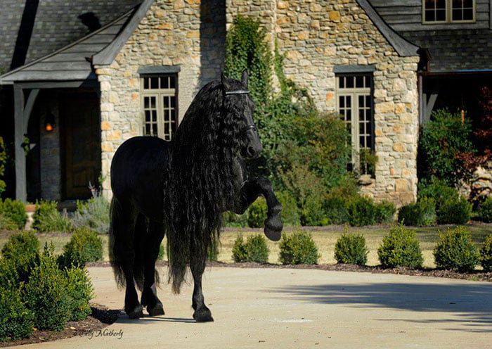 Este caballo es considerado por muchos el más guapo del mundo