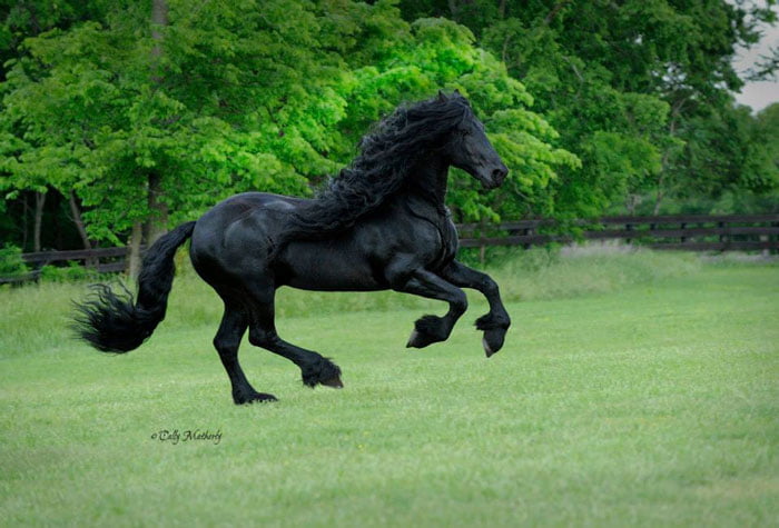 Este caballo es considerado por muchos el más guapo