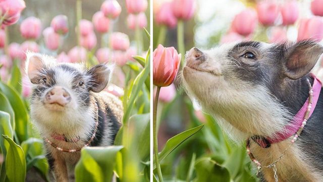Este cerdito fotografiado en tulipanes rosados seguramente alegrará tu día