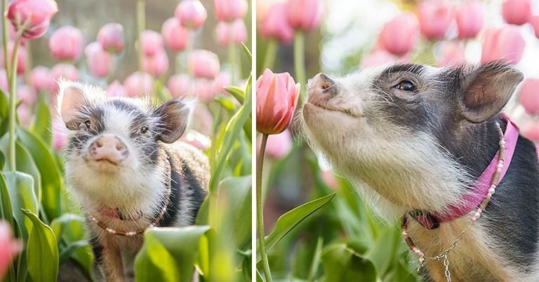 Este cerdito fotografiado en tulipanes rosados seguramente alegrará tu día