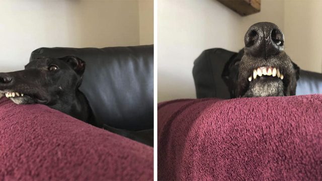 Galgo rescatado tiene la sonrisa más encantadora y majestuosa