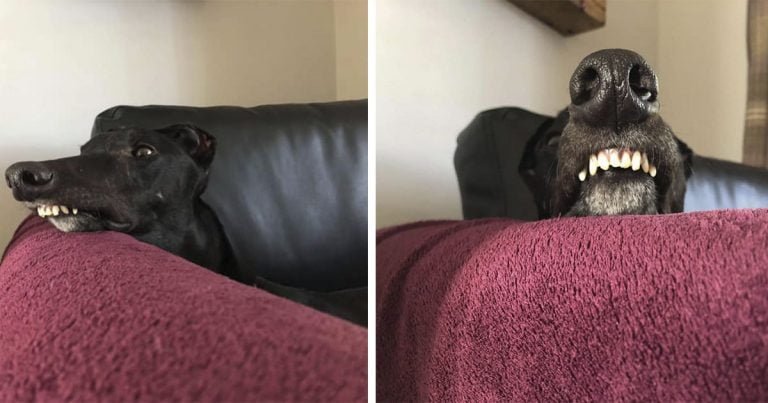 Galgo rescatado tiene la sonrisa más encantadora y majestuosa