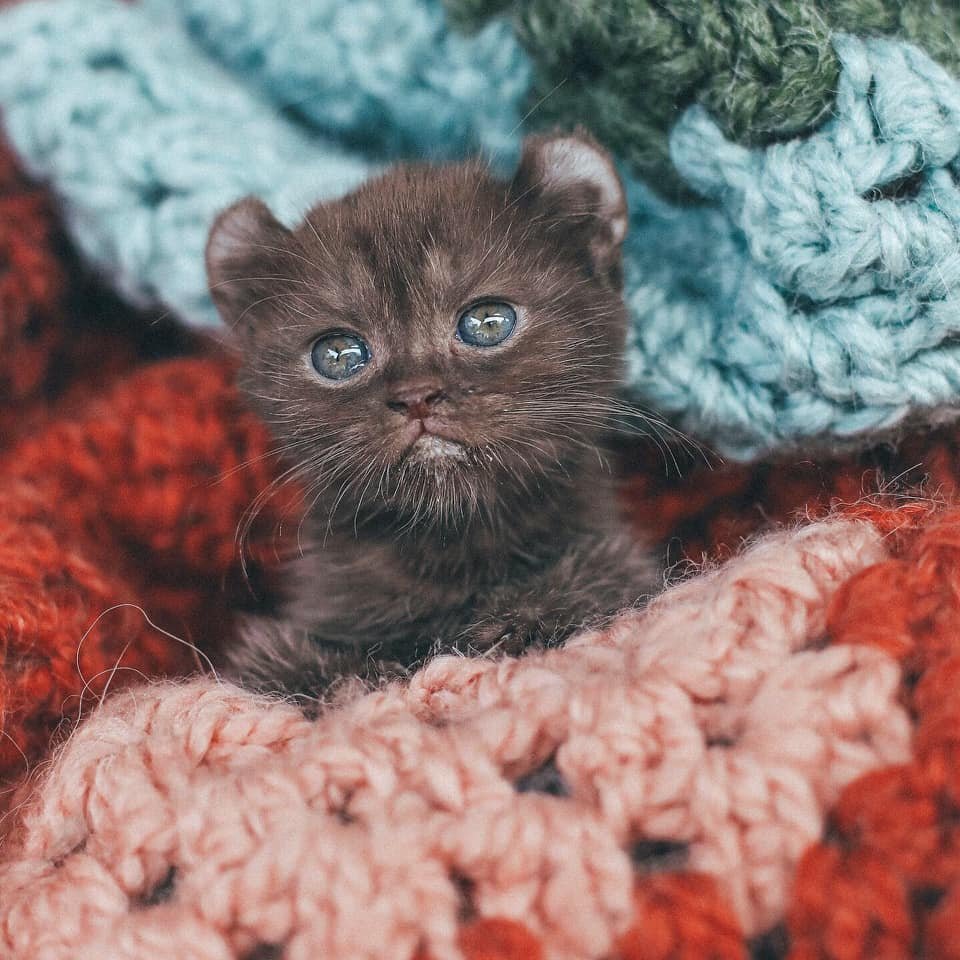 Gatito con patas torcidas y orejas de oso obtiene los padres adoptivos perfectos 