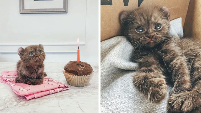 Gatito con patas torcidas y orejas de oso obtiene los padres adoptivos perfectos x