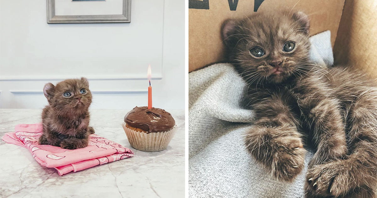 Gatito con patas torcidas y orejas de oso obtiene los padres adoptivos perfectos x