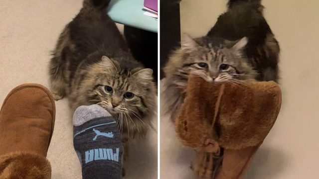 Gato rescatado agradece llevando las zapatillas a su dueño cada mañana
