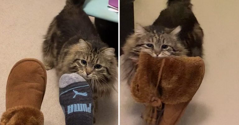 Gato rescatado agradece llevando las zapatillas a su dueño cada mañana
