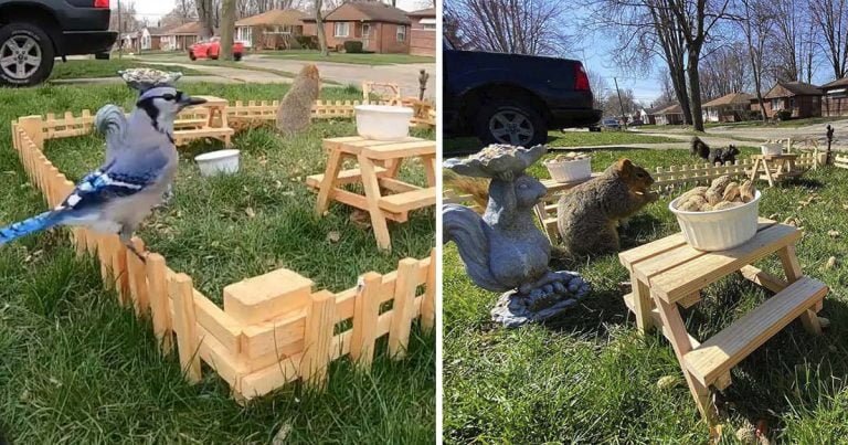 Hombre construye un pequeño restaurante para animales en su patio