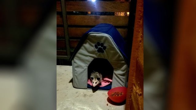 Mujer descubre que el 'gato callejero' que ha estado alimentando es en realidad una zarigüeya.