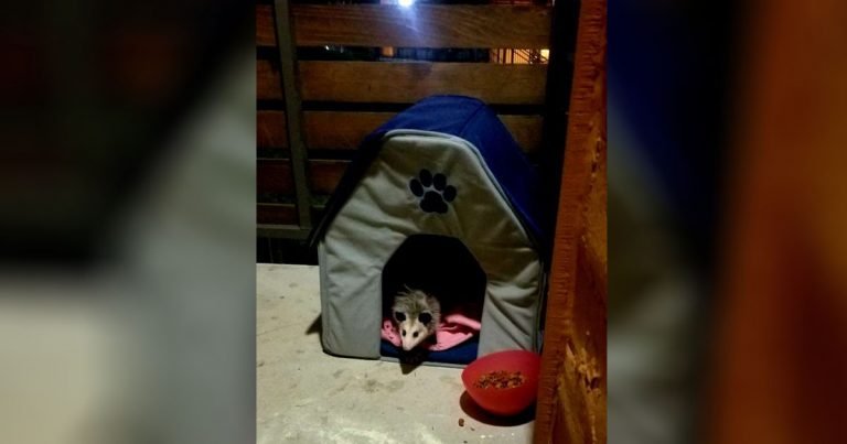 Mujer descubre que el 'gato callejero' que ha estado alimentando es en realidad una zarigüeya.