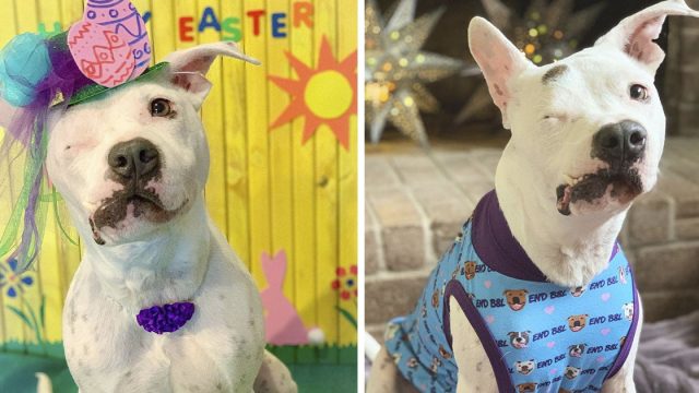 Perrita tuerta a causa del maltrato vive una vida feliz ahora