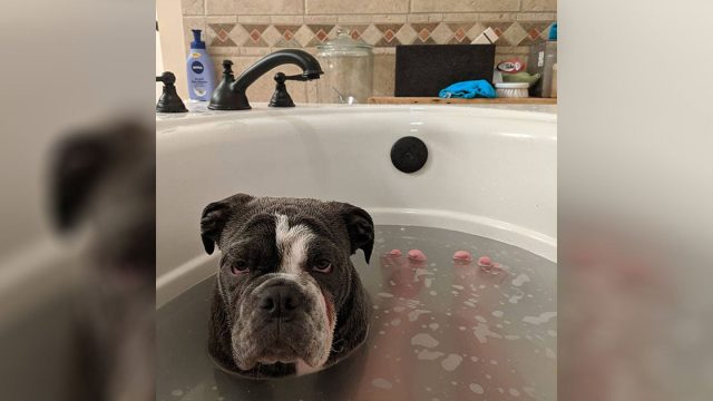Perro insiste en unirse a su papá cada vez que se baña
