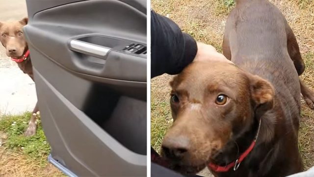 Perro sin hogar espera ser rescatado