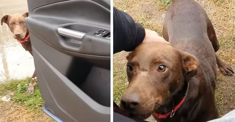 Perro sin hogar espera ser rescatado