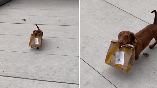 Perro trae comida para llevar a su casa