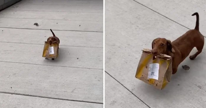 Perro trae comida para llevar a su casa