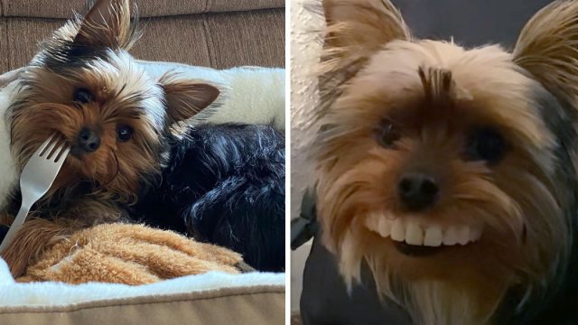 Perro usa los dientes falsos de papá