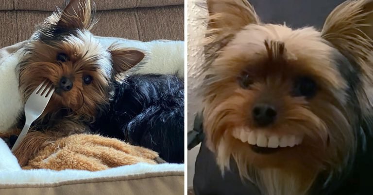 Perro usa los dientes falsos de papá