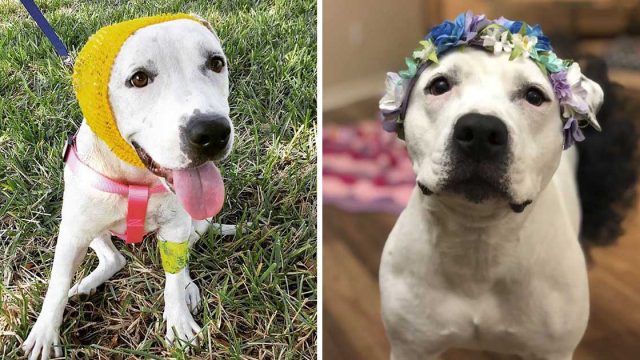 Pitbull rescatada usa adorables gorros