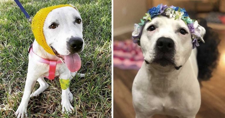 Pitbull rescatada usa adorables gorros