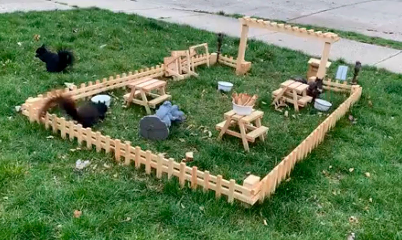 ardillas disfrutan pequeño restaurante que un hombre construyó en su patio