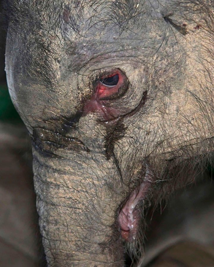bebé elefante llora al ser rechazado